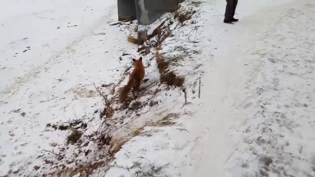 Лиса в московском парке смотреть онлайн