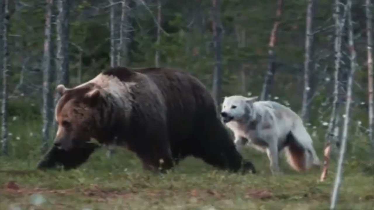 5 Битв животных снятых на камеру смотреть онлайн