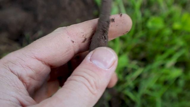 ПОИСК ЗОЛОТА у старого дома, МОГИЛА ПОД КАМНЕМ и Латвийский ЛЕОНАРДО да ВИНЧИ. #поискзолота смотреть онлайн