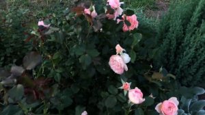 Цветение розы Масора, второй год после посадки