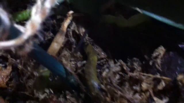 После полива... Орхидея №2  // After Watering:  Roots Of Phalaenopsis Orchid No.2