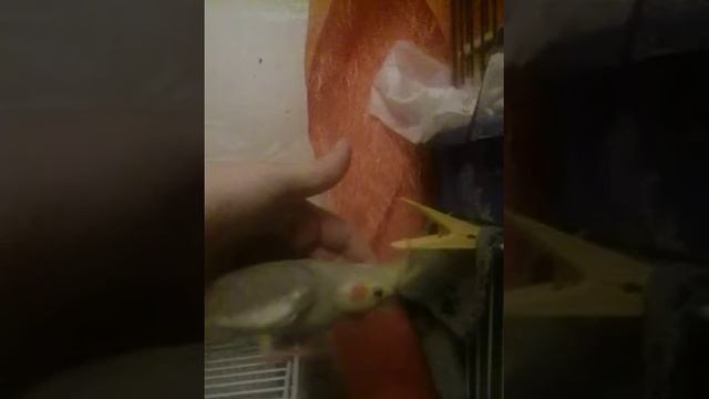 Птенец кореллы, окрас коричный