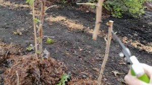 ВЕСЕННЯЯ ОБРЕЗКА МАЛИНЫ ТУТАЙМЕР (ЗЮГАНА). Особенности и отличия