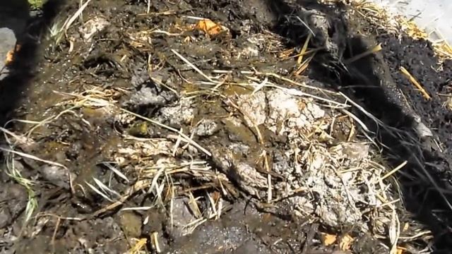 1. Инструкция выращивания червей в домашних условиях. Все секреты разведения дождевых червей. смотреть онлайн