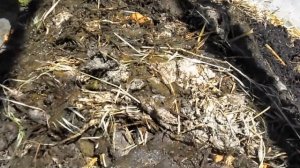 1. Инструкция выращивания червей в домашних условиях. Все секреты разведения дождевых червей.