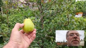 Груша аллегро. Ленинградская область. 2021.