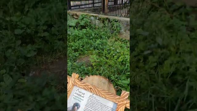 Новосибирский зоопарк. смотреть онлайн
