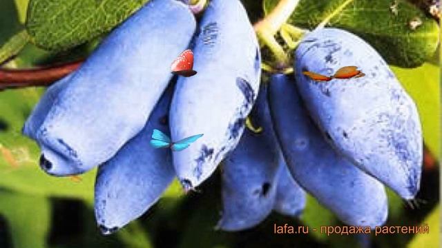 Жимолость съедобная Сластена (slastena) ? обзор: как сажать, саженцы жимолости Сластена