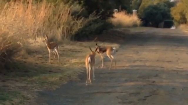 Springbok Infant Triplets Playing