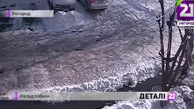 Напад собаки смотреть онлайн