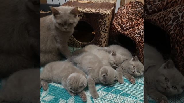 Спокойной ночи.Маленькие плюшевые котята. смотреть онлайн