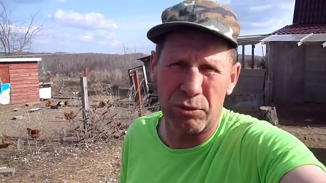 Обмен овец,стрижка,куриные яйца . смотреть онлайн