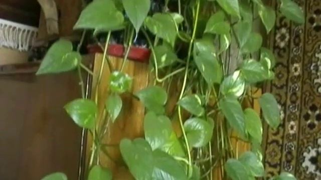 Домашние растения смотреть онлайн