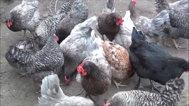 Куры Доминанты, плюсы и минусы, личный опыт смотреть онлайн