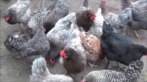 Куры Доминанты, плюсы и минусы, личный опыт