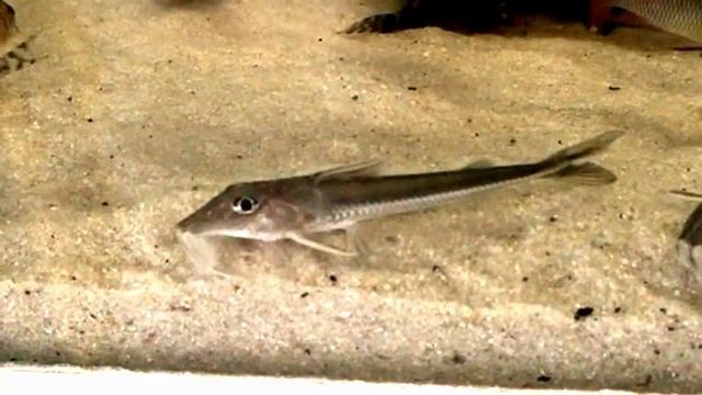 Leptodoras sp ? смотреть онлайн