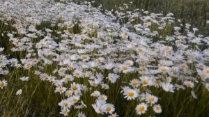 Алексей Петрухин     Ромашка