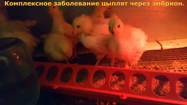 Дохнут цыплята после 5 суток. SOS SOS SOS. Потеря за 21000 рублей по яйцу. смотреть онлайн