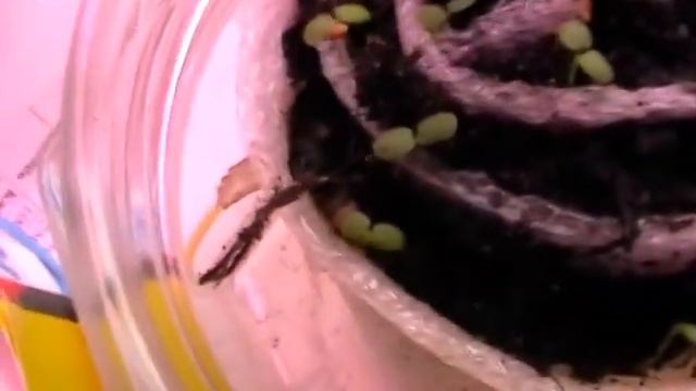 Земляника из семян Барон Солемахер -шаг 2. Подсыпка земли в улитку. смотреть онлайн