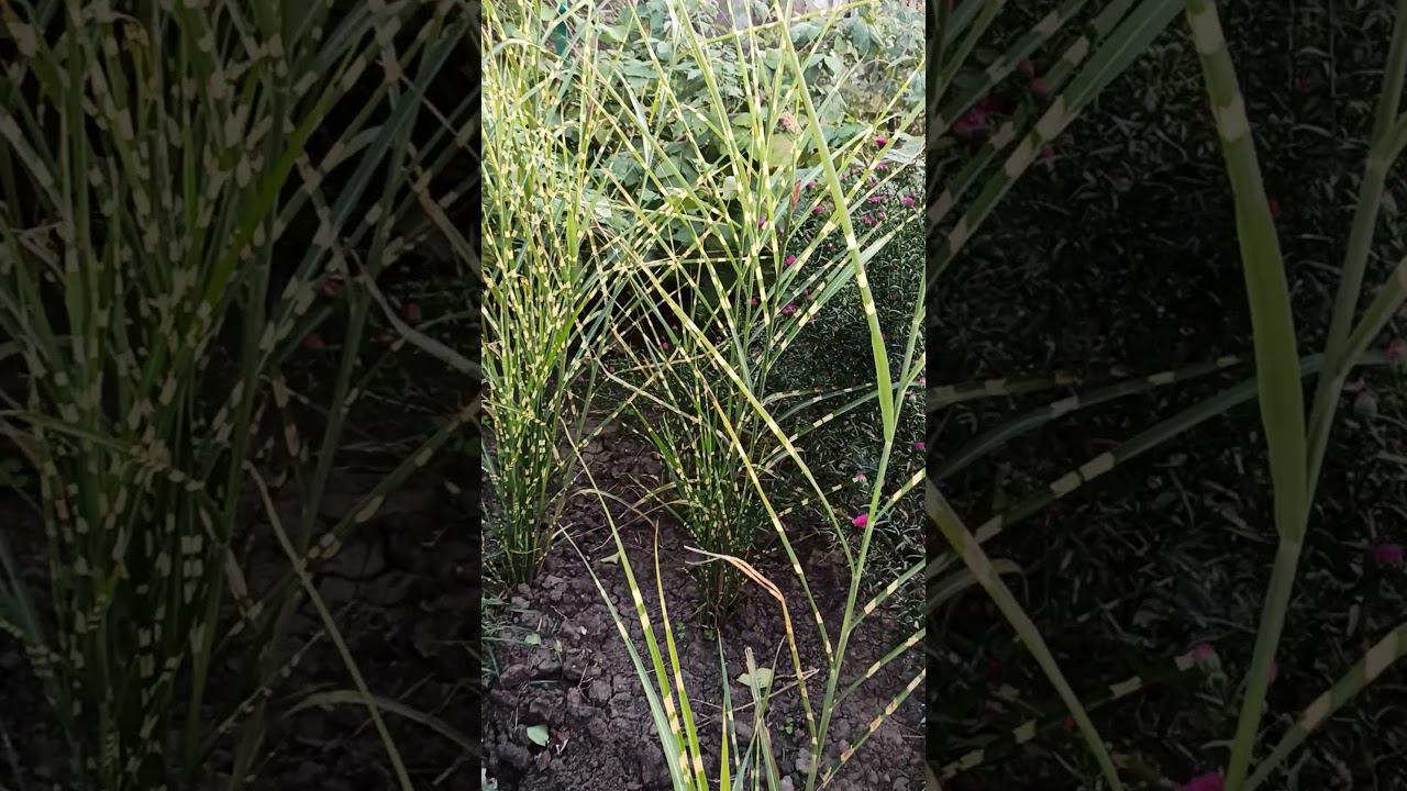 астра. сентябринка, зебринус. https://rose-bushes.ru/ смотреть онлайн