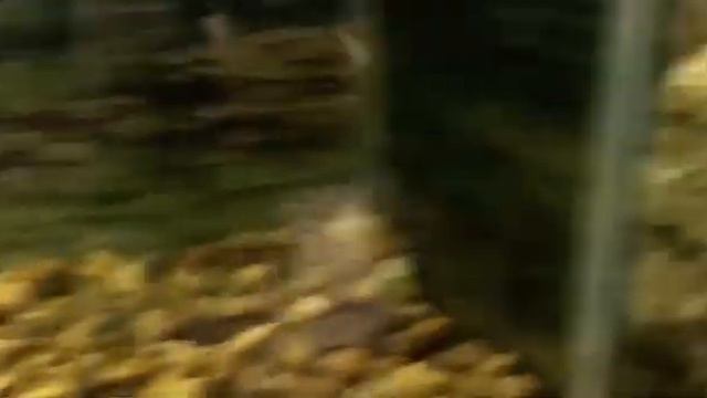 Зоопарк Екатеринбург смотреть онлайн