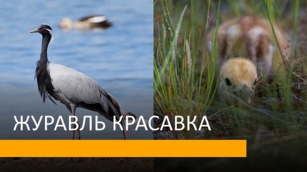 Презентация Степи