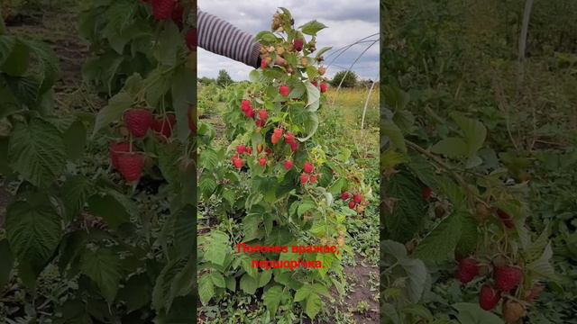 Малина Полонез, осіння посадка. смотреть онлайн