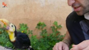 СПАСЕНИЕ ТУКАНА / Койот Питерсон на русском