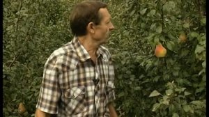 Новые сорта груш для Сибири