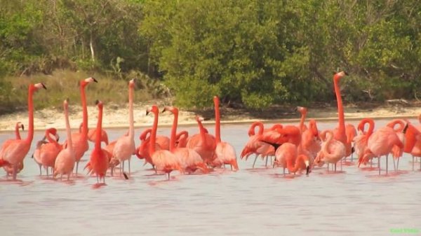 Розовый фламинго - Greater flamingo