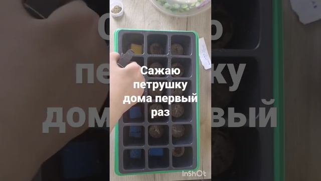 Выращиваем петрушку в домашних условиях смотреть онлайн