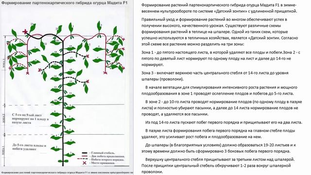 Огурцы формировка. Формирование растений партенокарпического гибрида огурца Мадита F1 смотреть онлайн