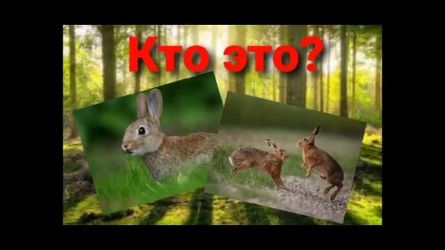 Животные леса для малышей 0+ смотреть онлайн