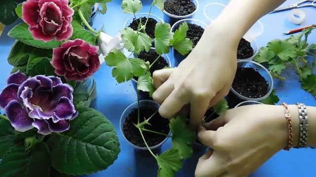 КОРОЛЕВСКАЯ ПЕЛАРГОНИЯ ( ГЕРАНЬ ) РАЗМНОЖЕНИЕ ЧЕРЕНКАМИ ! смотреть онлайн