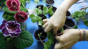 КОРОЛЕВСКАЯ ПЕЛАРГОНИЯ ( ГЕРАНЬ ) РАЗМНОЖЕНИЕ ЧЕРЕНКАМИ !