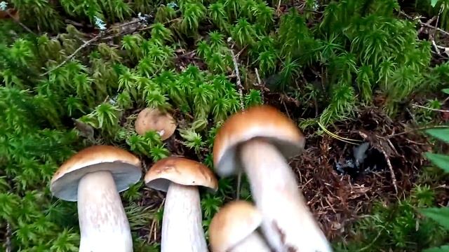 белые грибы смотреть онлайн