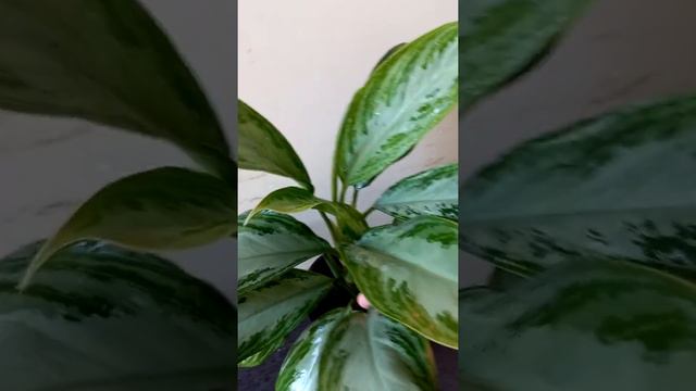 Aqlanemanin baximi necedi смотреть онлайн