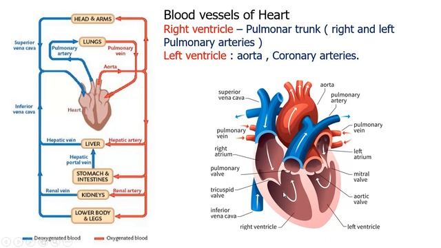 10 Science * Unit 14 .15 * Structure of human heart. смотреть онлайн