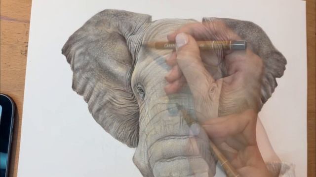 Drawing a Realistic Elephant in Coloured Pencils / Drawing Process смотреть онлайн