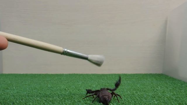 Невероятные способности скорпиона. Эксперимент. Скорпион под водой. смотреть онлайн