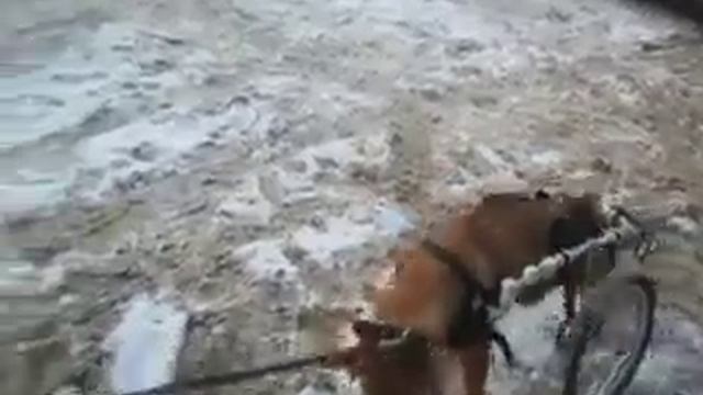 Вторая прогулка с Жужей. Dog Wheelchair смотреть онлайн