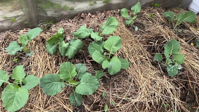 Выходные на даче . Готовлю сажаю и радуюсь лету и жизни смотреть онлайн