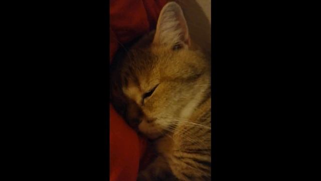 КОТ ХРАПИТ. Маки отдыхает после долгого дня. смотреть онлайн