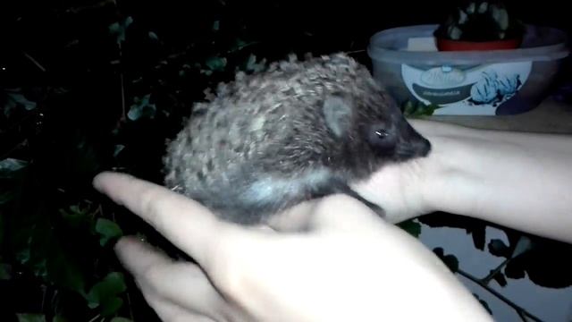 Лесной ёж VS Африканский карликовый! Почему нельзя брать ежей из леса?! смотреть онлайн