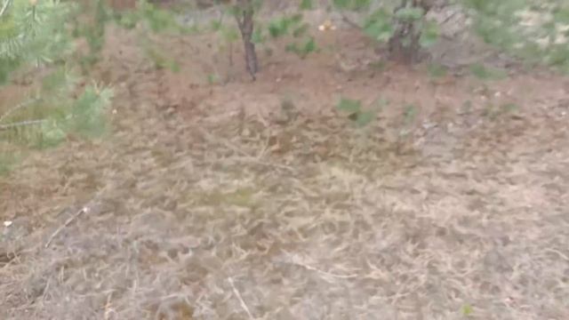 Маслята в мае 2022. Первые весенние маслята в этом году. смотреть онлайн