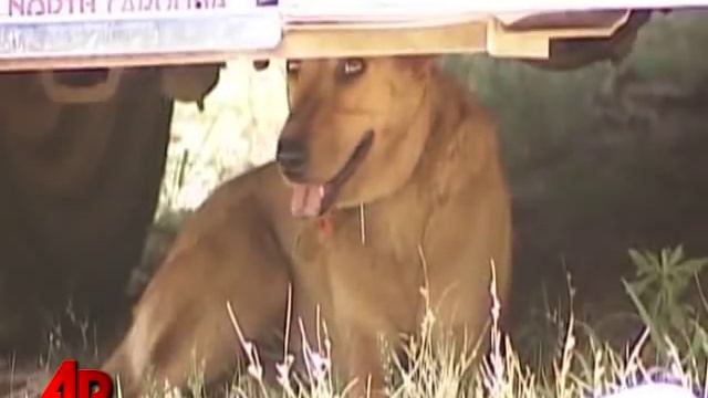 N.C. Man Claims Bigfoot Sighting смотреть онлайн