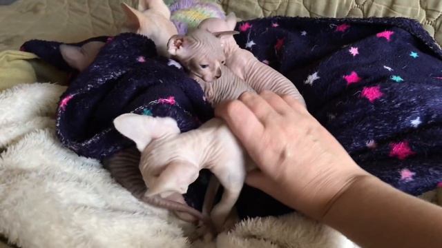 Вес котёнка в 20 дней #котики #сфинкс смотреть онлайн