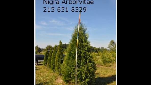 Michelin Tires For Sale or Trade Primacy MXV4 205/55/R16 смотреть онлайн