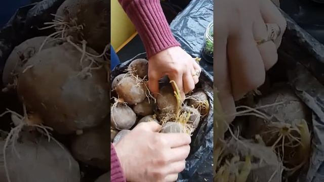 Как прорастить картофель (2способ) смотреть онлайн