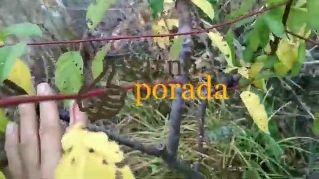 Когда можно делать прививки деревьям ( лето, осень, зима или весна) смотреть онлайн